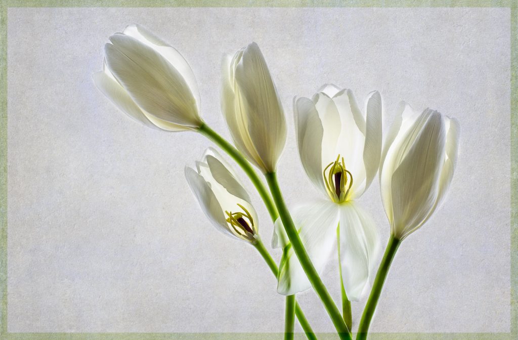 Tulips - Alana Starkweather